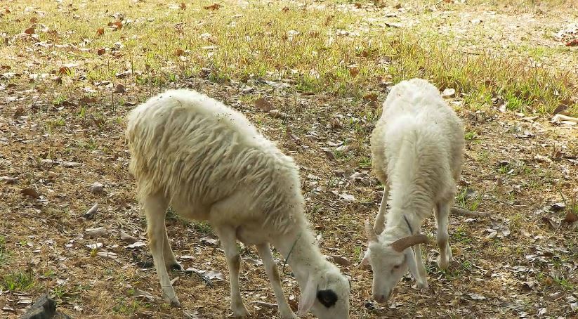 Koyun hırsızlığı iddiasına 3 tutuklama
