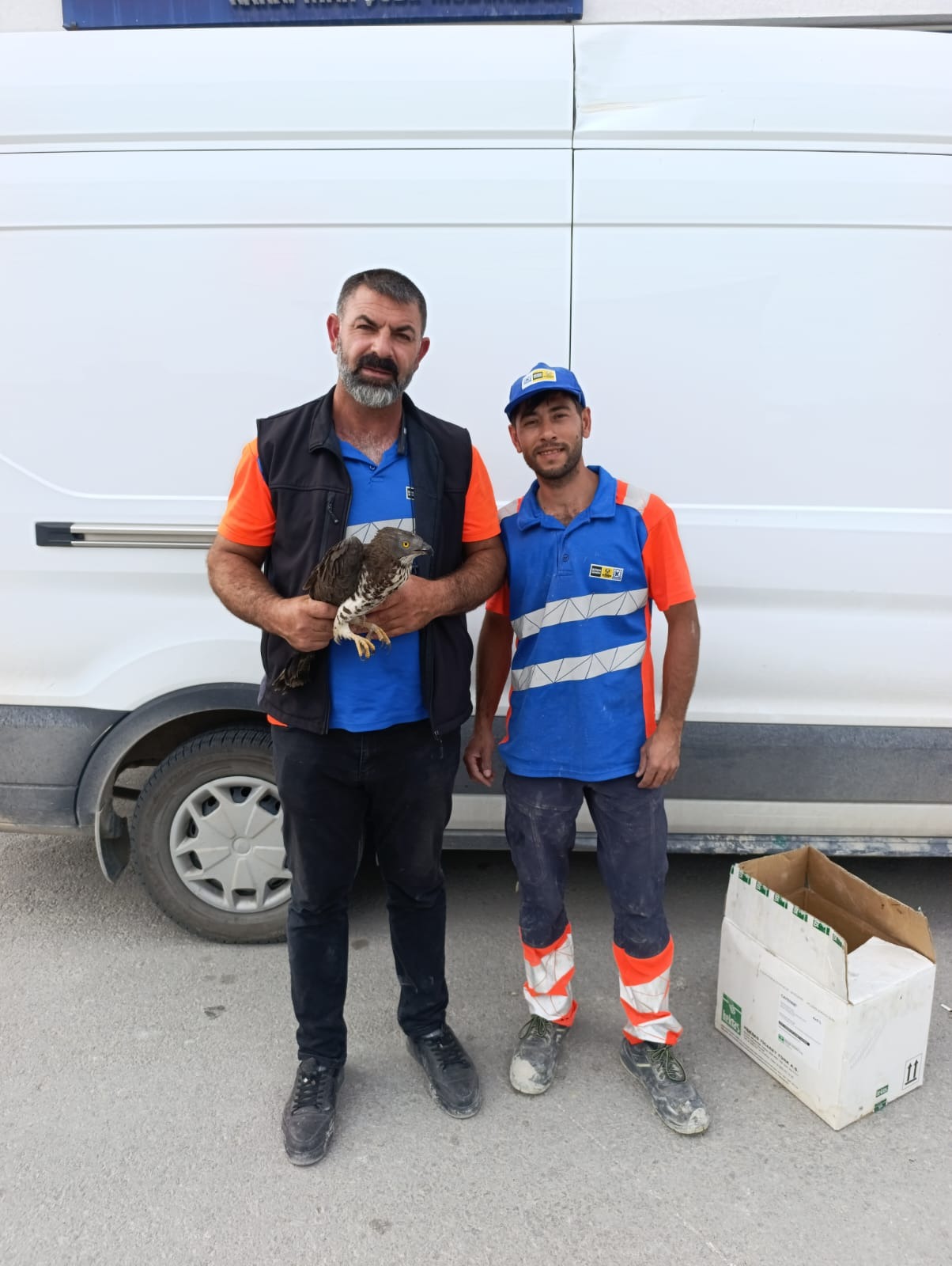 Yaralı şahin tedavi altında