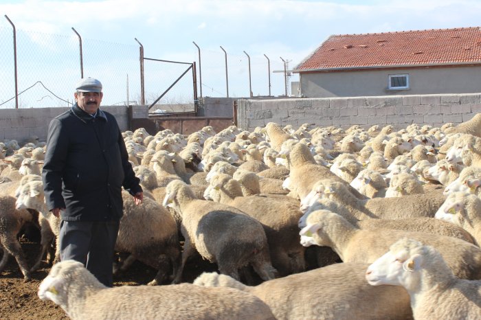 Anadolu Merinos Koyunu ıslahı